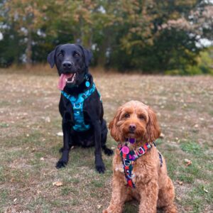 Harnais Adventure 2.0