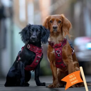 Harnais Adventure Edition limitée